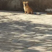 پاپی نژادار