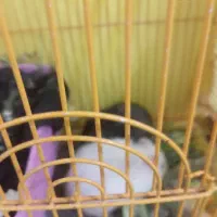 همستر نر ماده|موش و خرگوش|بم, |دیوار