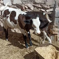 گوساله سیمینتال .