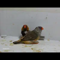 فنچ کینگ|پرنده|هشتگرد, هشتگرد قدیم|دیوار