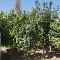 باغچه و باغ خوش آب و هوا/ منطقه امن /قابل ساخت|فروش زمین و ملک کلنگی|تهران, نازیآباد|دیوار