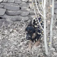 سگ ژرمن نر یکساله