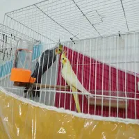 جوجه عروس هلندی و جفت کارداده عروس هلندی|پرنده|مشهد, کوی سیدی|دیوار