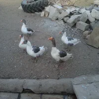 پنج عدد غاز سالم سرحال