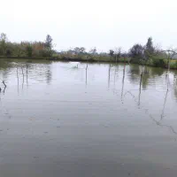 فروش ماهی گرم آبی چهار نوع|ماهی|فومن, |دیوار