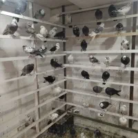 کفتر