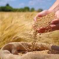 گندم