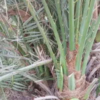 پاچوش ( جنگ ) پیارم