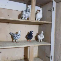 کبوتر هفرنگ