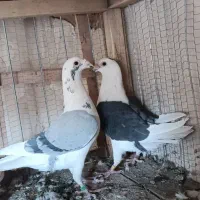 جفتی وهوایی