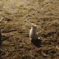 خرگوش