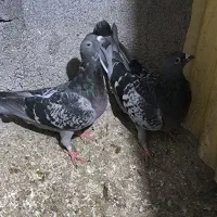 کبوتر کفتر آلمانی