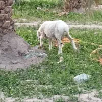 گوسفند