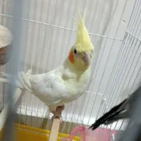 یک جفت عروس هلندی لوتینو و خاکستری