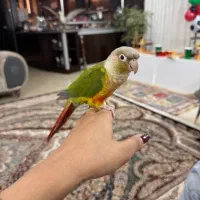 گرینچیک گمشده مژدگانی داده میشود|حیوانات|مشهد, ثامن|دیوار