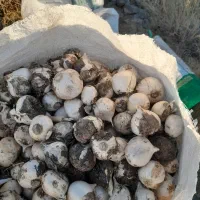 موسیر کوهی ترو تازه