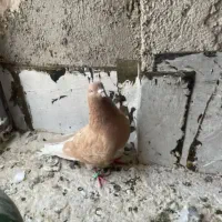 کفتر زرد|پرنده|تهران, خلازیر|دیوار