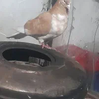 کفتر|پرنده|انزل, |دیوار