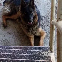 توله ماده ژرمن سه ماه|سگ|مشهد, امیریه|دیوار