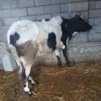 گوساله ماده قیمت آخرنوشتم کمترنمیدیم محلی|حیوانات مزرعه|ضیابر, |دیوار