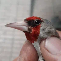 سهره کرمانی|پرنده|مشهد, طبرسی شمالی|دیوار