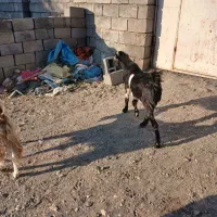 کهر ماده فروشی قیمت مناسب رودان