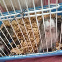 همستر فروشی