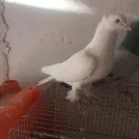 سلام مفت 4تاش11000|حراج|فسا, |دیوار