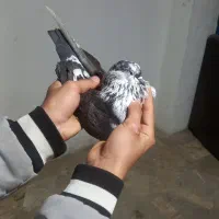 پرشی|پرنده|رشت, پسیخان|دیوار