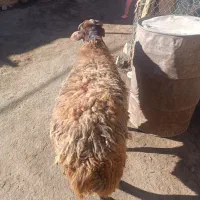 بره نر سالم به شرط هم برای قصابی وهم برای نگهداری|حیوانات مزرعه|ملایر, |دیوار