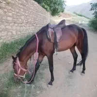 اسب|اسب و تجهیزات اسب‌سواری|همدان, |دیوار