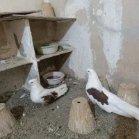 کفتر