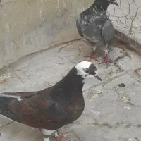 چهار جفت جوجه|پرنده|تهران, آهنگ|دیوار