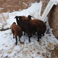 شیش راس میش قزل افشار ا