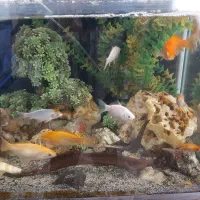 فروش آکواریوم با تمام ماهی ها ولوازم|ماهی|ری, سیزده آبان|دیوار