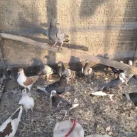 کفتر جوان|پرنده|طرقبه, |دیوار