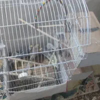 ۲جفت عروس هلندی|پرنده|چناران, |دیوار