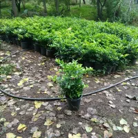 یاس هلندی سطل 10 هرس شده پر پر ریش پرس|گل و گیاه طبیعی|رحیم‌آباد, |دیوار