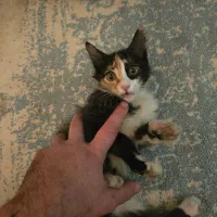 حیوان خانگی