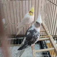 عروس هلندی نر و ماده سخنگو