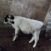 گاو|حیوانات مزرعه|ورزقان, |دیوار