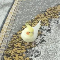 عروس هلندی
