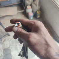 سهره دستی دو ساله مست شلاقی