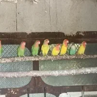 فروش طوطی برزیلی