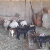 بره نر وماده گوسفند بز