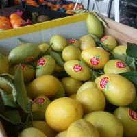 سبزی و میوه|خوردنی و آشامیدنی|کاشان, میدان کهنه|دیوار