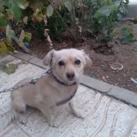 پاکوتاه  اشپیتز دم روباهی