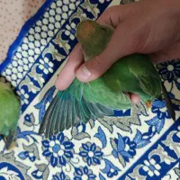 طوطی برزیلی دستی|پرنده|فولادشهر, C4|دیوار