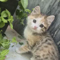 بچه گربه ناز