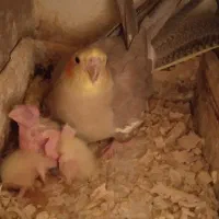 عروس هلندی مولد با جوجه|پرنده|رباطکریم, نصیرشهر|دیوار